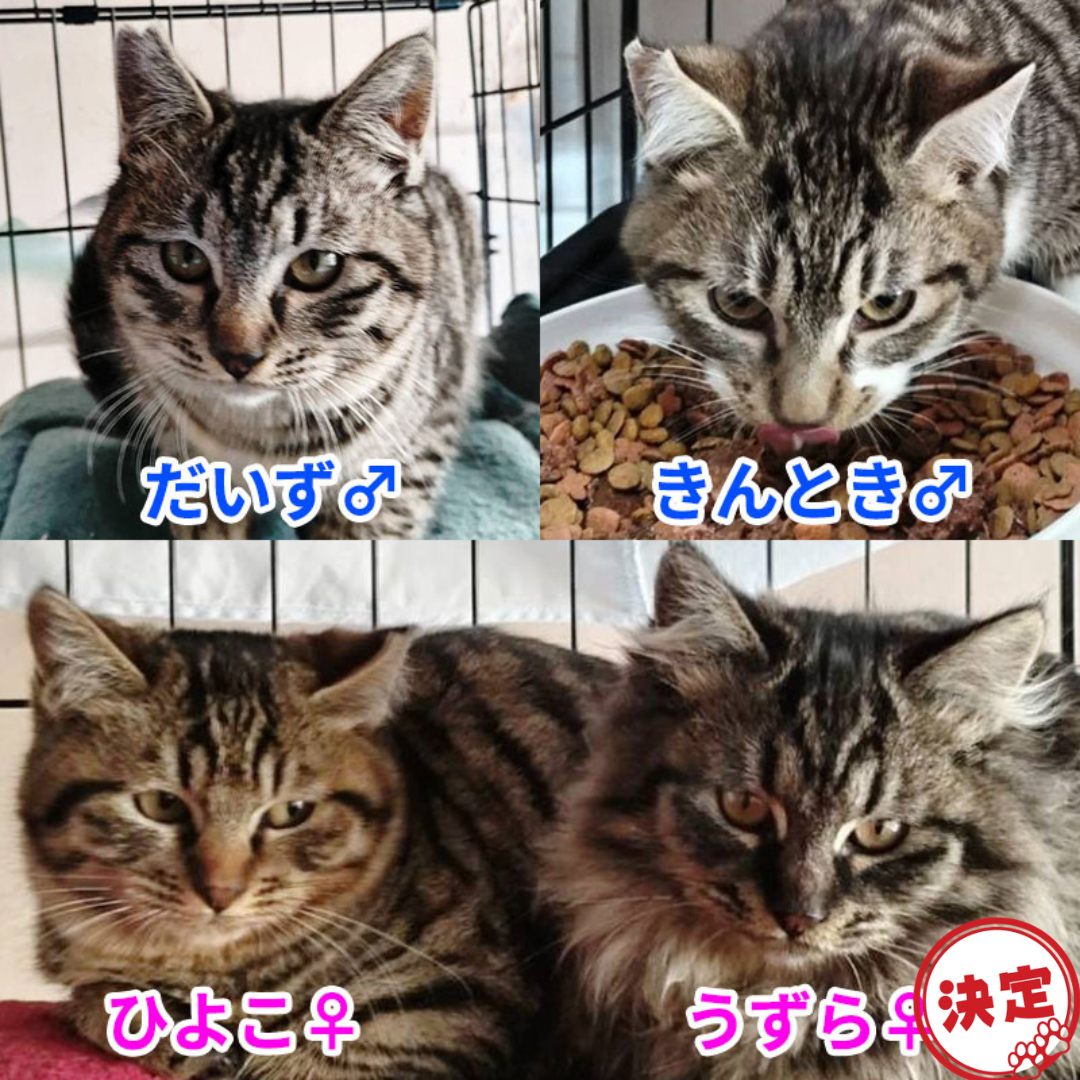 うずら・ひよこ・だいず・きんとき 4兄妹＠塩尻市