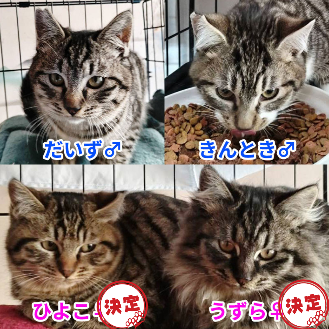 うずら・ひよこ・だいず・きんとき 4兄妹＠塩尻市