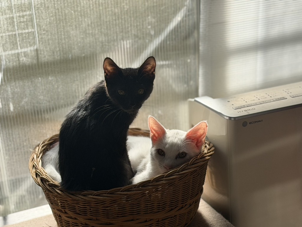 [450] こだま♂＆陽菜♀