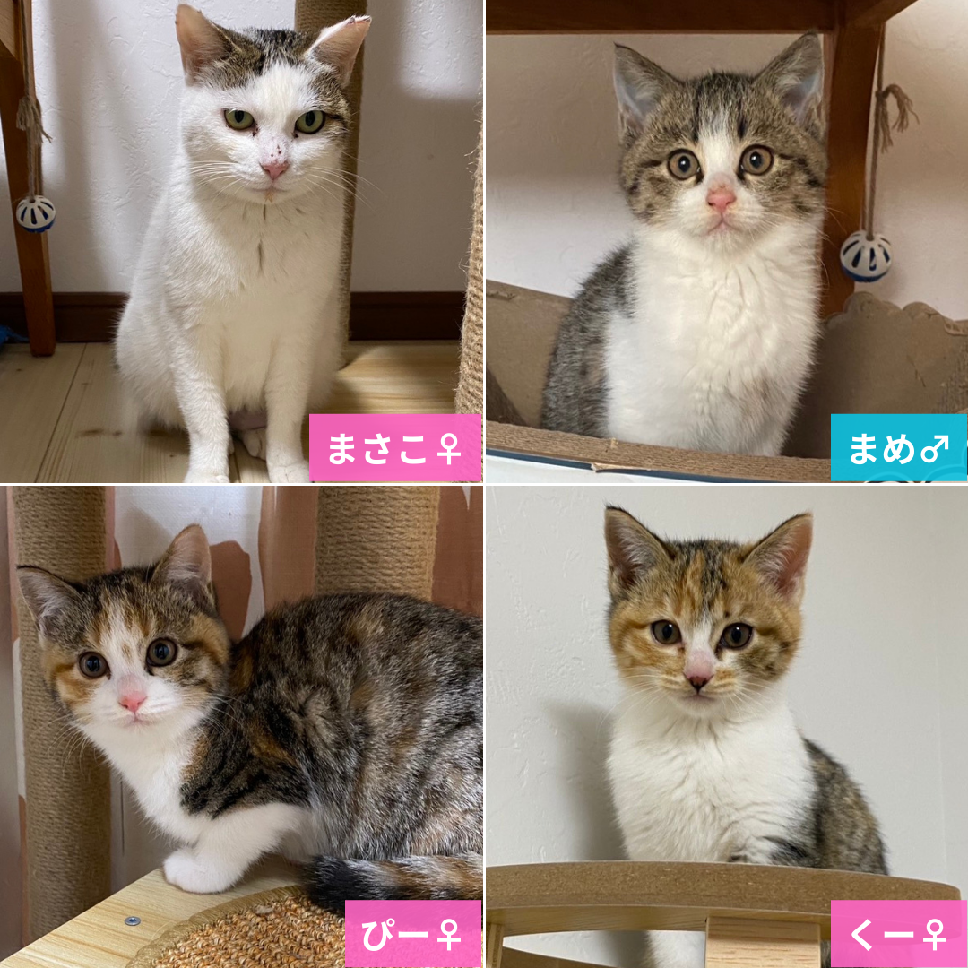 まさこママと子猫3匹