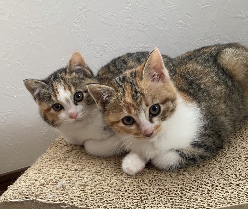 手前がくー♀、奥がぴー♀