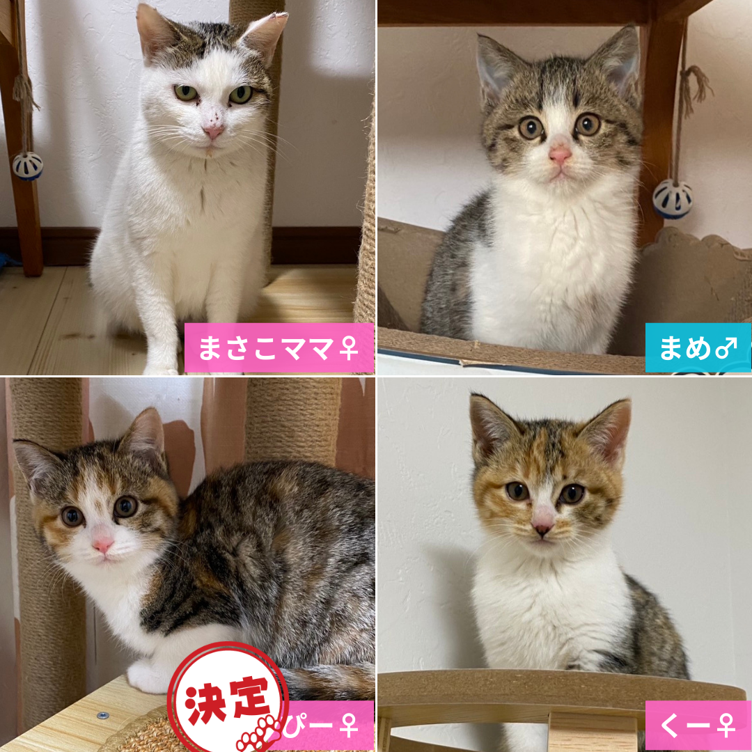 まさこママと子猫3匹＠松本市里山辺Ｋ