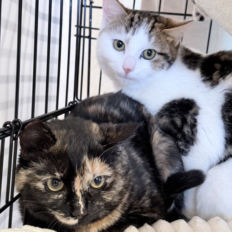 スミレ♂＆チャロ♀＠松本市波田F