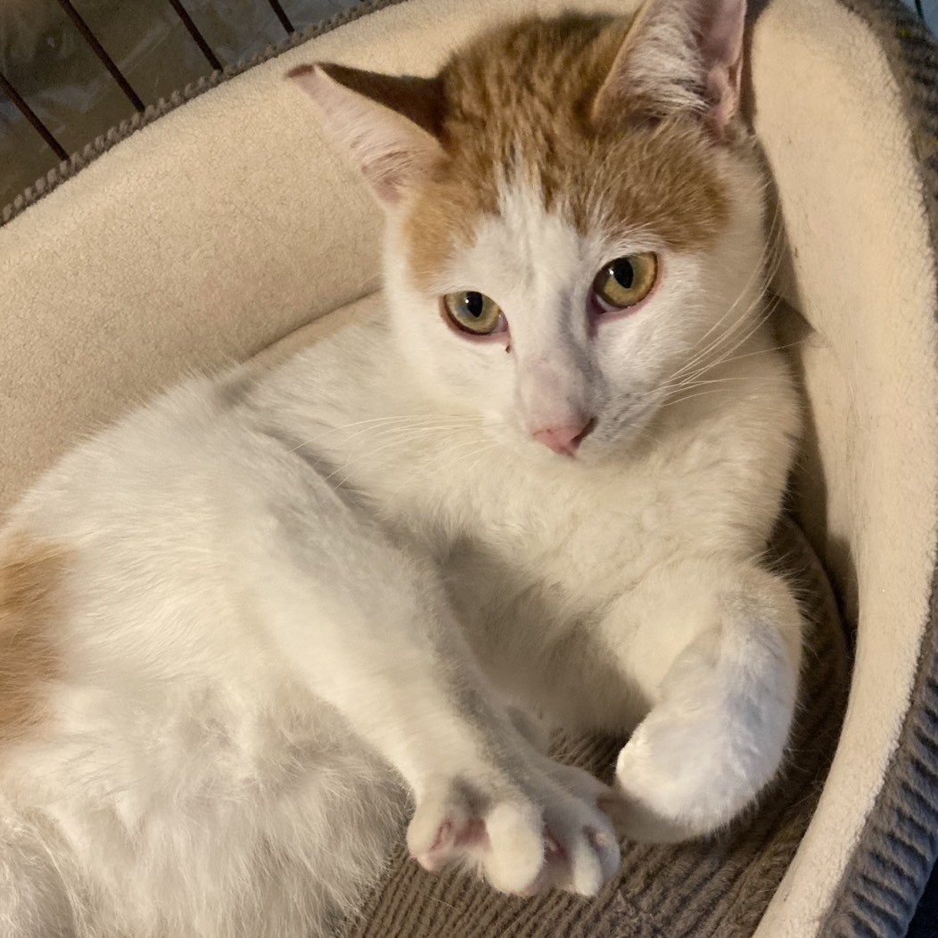 ピカ＠松本市里山辺N