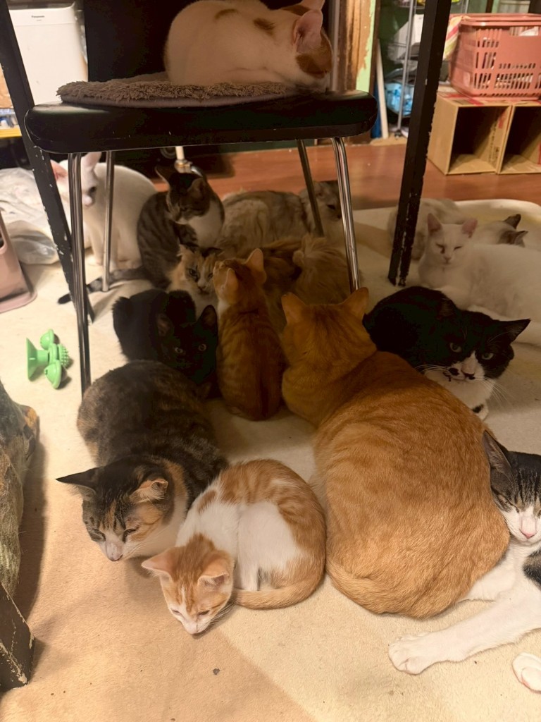 他にもいっぱいいます