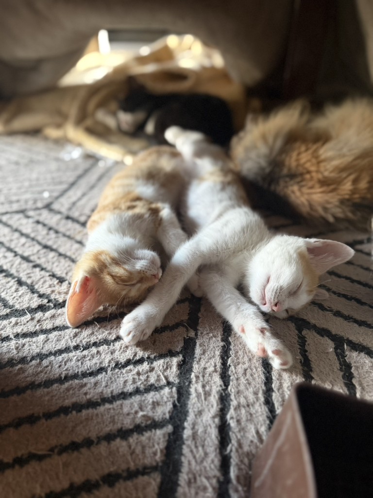 ユズ(左)とレモン(右)