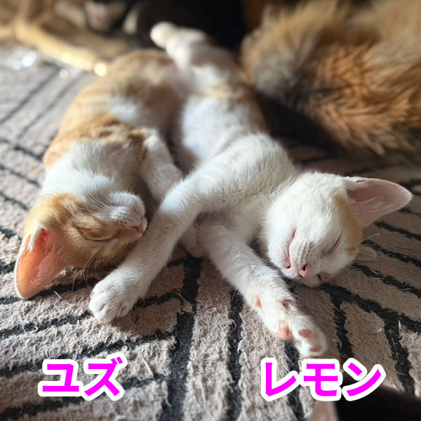 レモンちゃん＆ユズちゃん＠木曽町