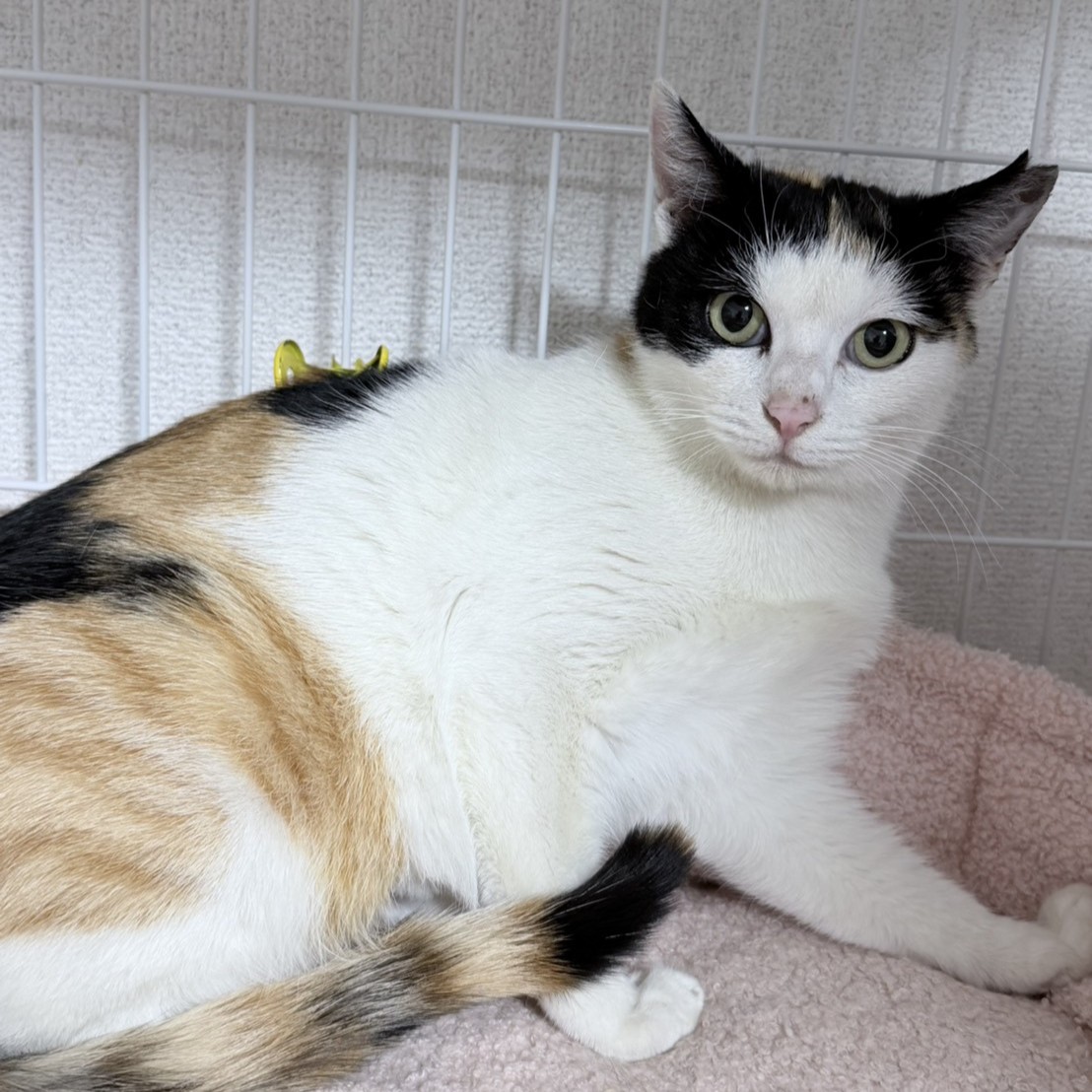 チュン＠安曇野市Y