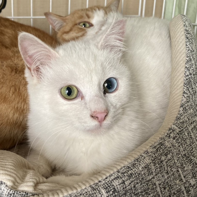 ポポ＠松本市里山辺N