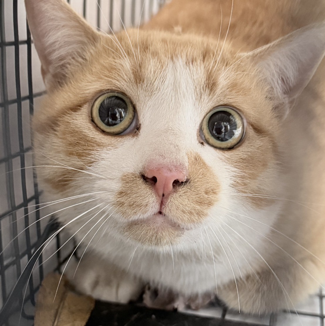 トントン＠松本市里山辺N