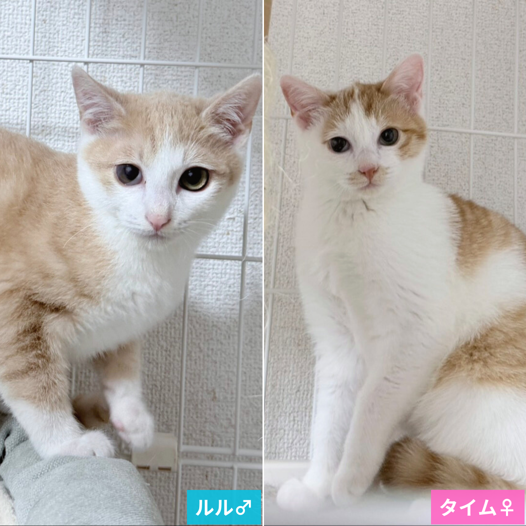 ルル・タイム兄妹