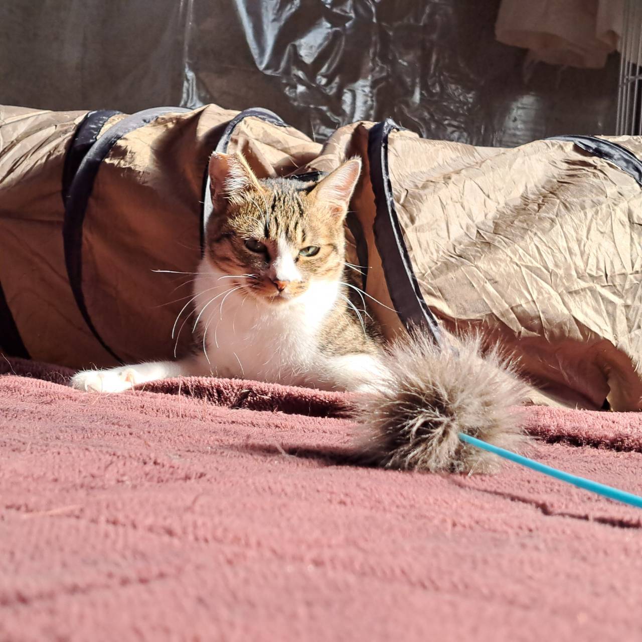 [405] エンちゃん