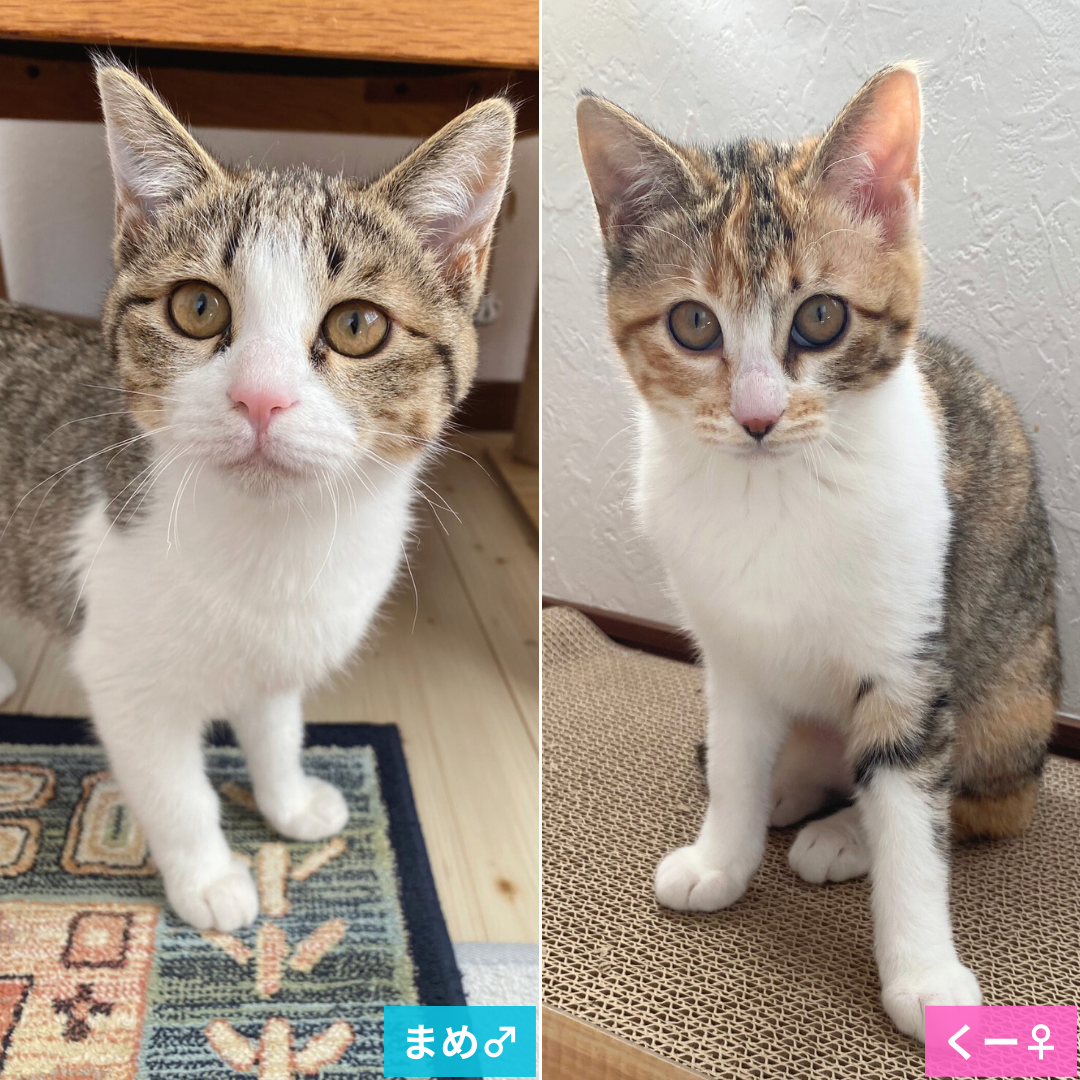 まめ・くー 兄妹＠松本市里山辺K