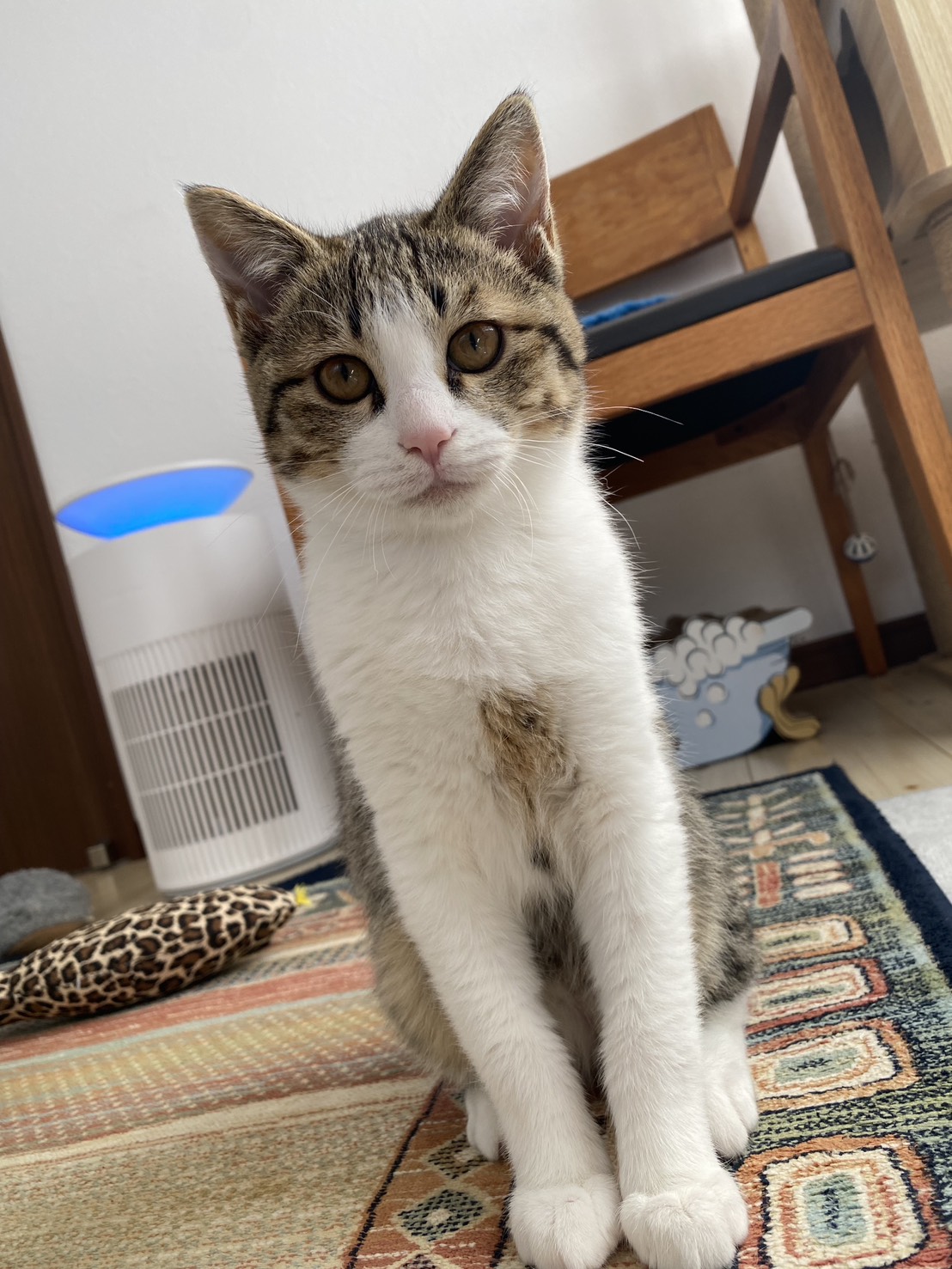 [488] まめ・くー 兄妹