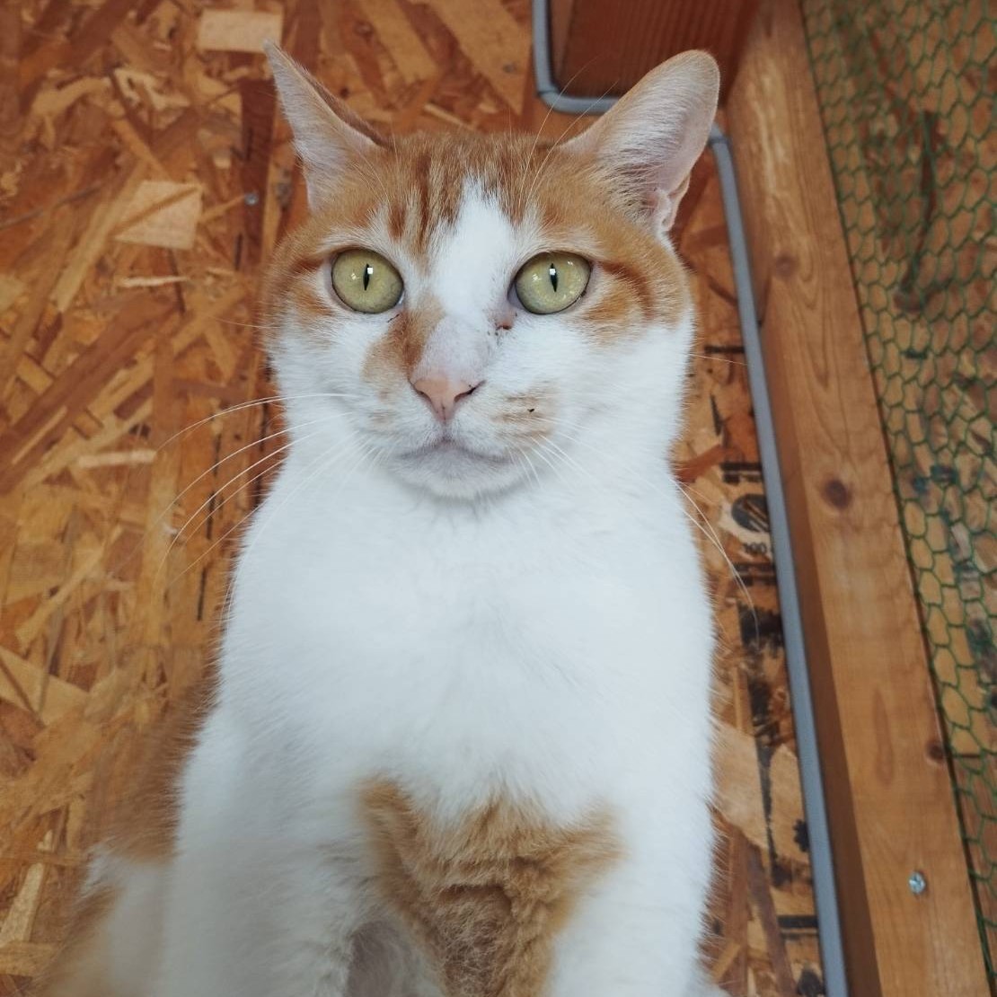 トーマス＠安曇野市穂高M