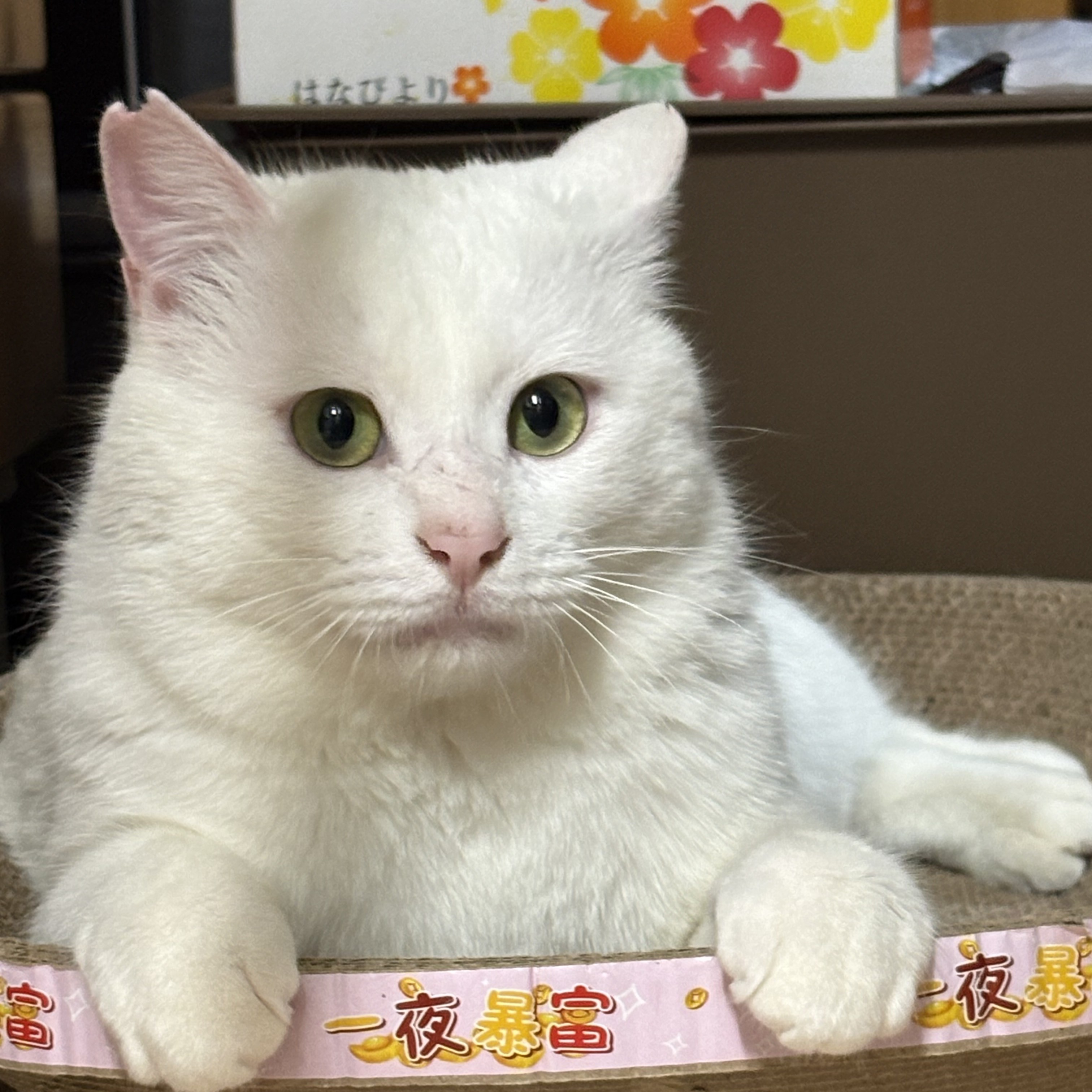 はく＠安曇野市堀金K