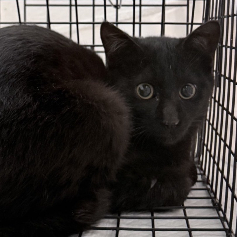 タネ＠松本市里山辺N