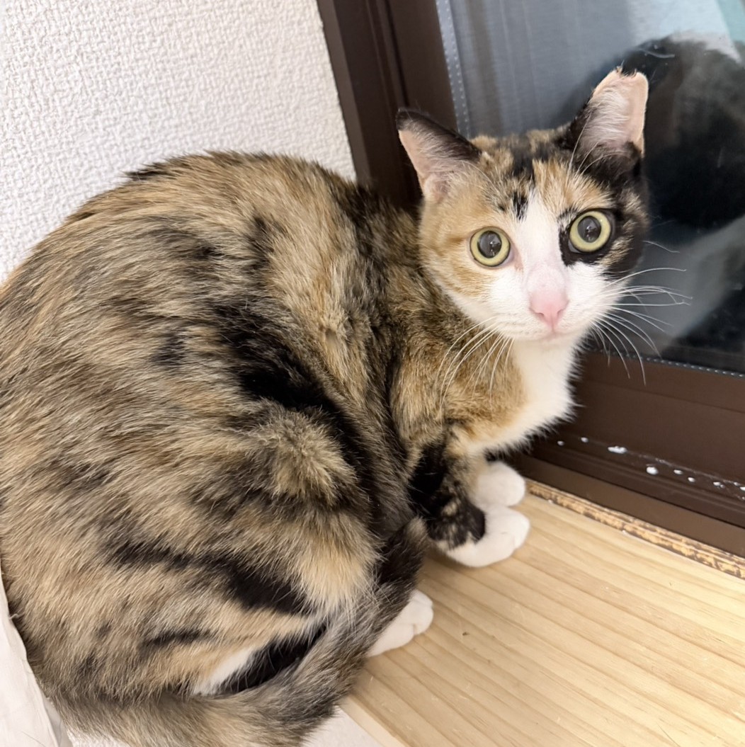 アネラ＠安曇野市Y