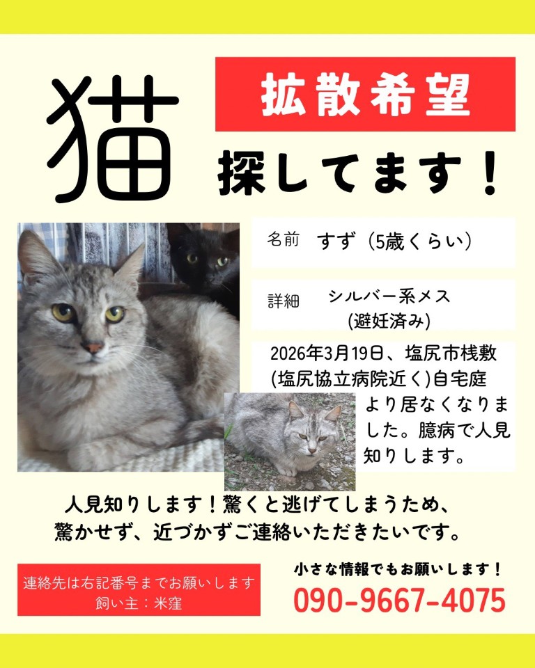 猫(すず)を探しています。