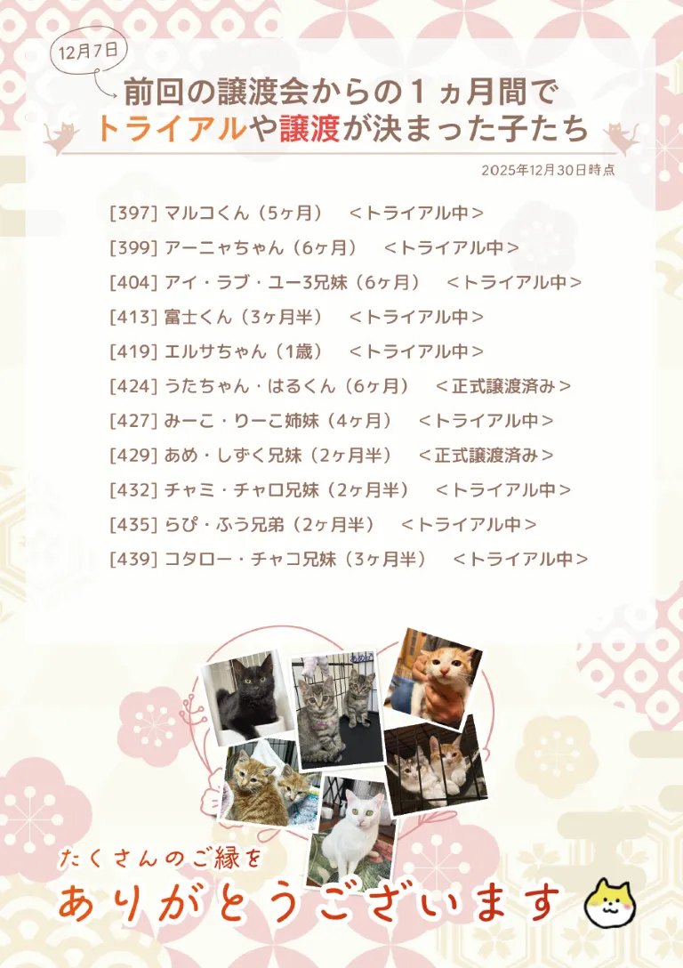 2026/2/1(日) 保護猫譲渡会＠カインズ塩尻店＠塩尻市